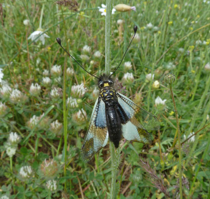 Libelloides ottomanus