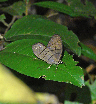 Pierella lamia lamia