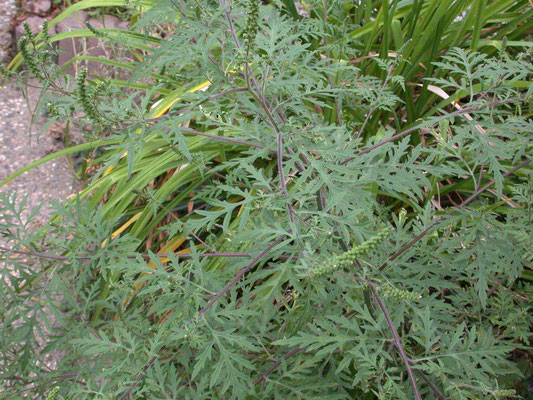 Ambrosia artemisiifolia - Alsemambrosia