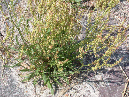 Rumex acetosella - Schapezuring