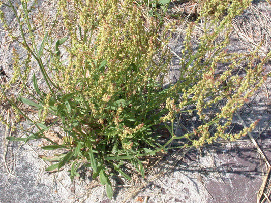 Rumex acetosella - Schapezuring