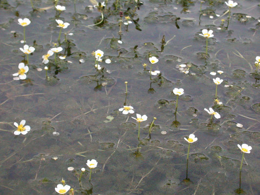 Ranunculus circinatus - Stijve waterranonkel