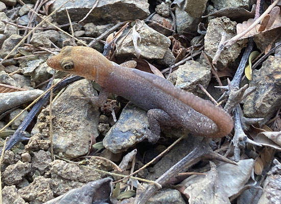 Gonatodes antillensis