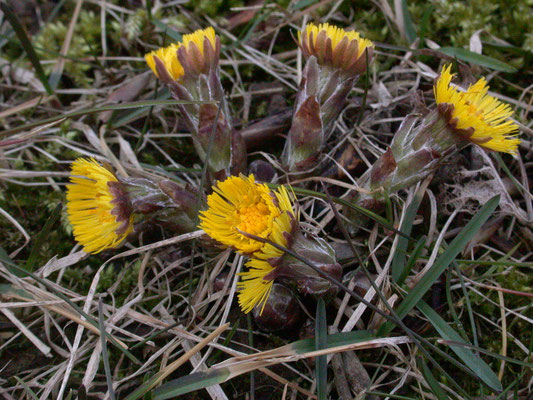 Tussilago farfara - Klein hoefblad