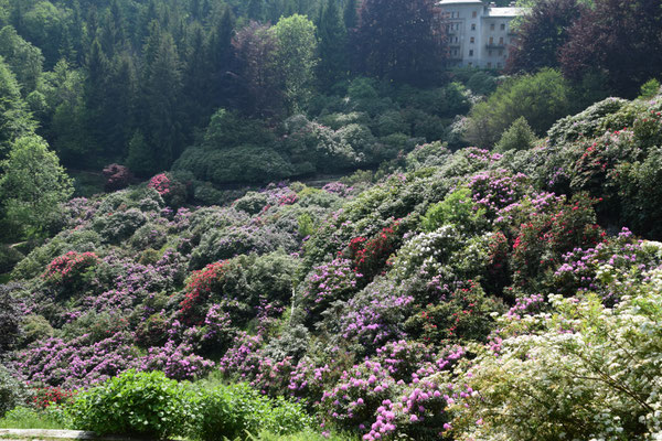 Vallei vol met rododendrons