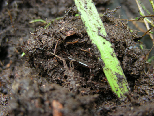 Gammarus pulex - Vlokreeftje