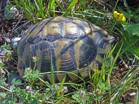 Griekse landschildpad (Testudo hermanni boettgeri)