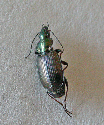 Agonum muelleri