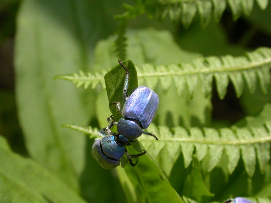 Hoplia coerulea