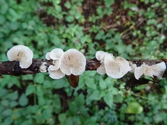 Crepidotus cesatii - Rondsporig oorzwammetje