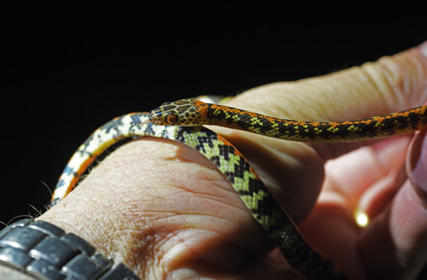 Siphlophis cervinus - Gevlekte Roodrugliaanslang