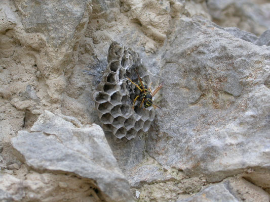Polistes biglumis - Bergveldwesp