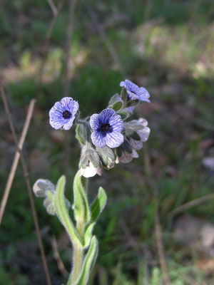 Cynoglossum creticum - Kretenzische hondstong