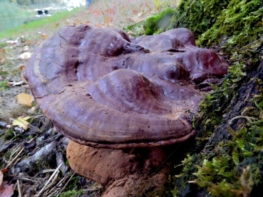 Ganoderma resinaceum - Harslakzwam
