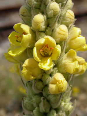 Verbascum thapsus - Koningskaars