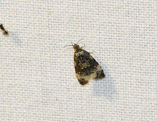 Endothenia gentianaeana/marginana - Kaardebolbladroller/Scherpe kuifbladroller