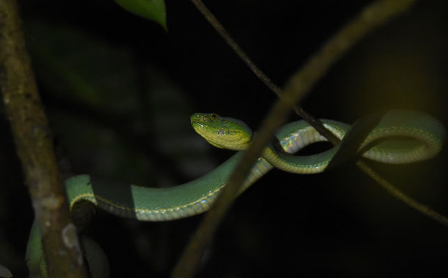 Bothriopsis bilineata bilineata - Groene Boomlanspuntslang (Papegaaislang)