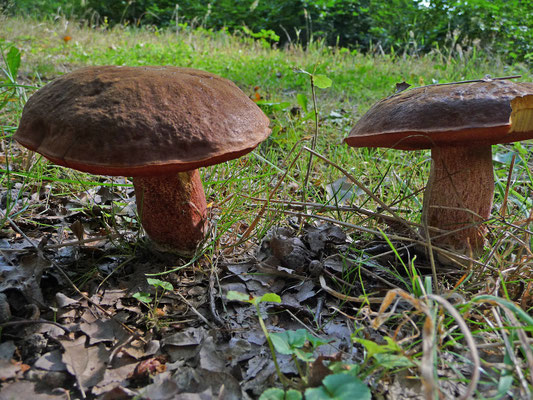 Neoboletus erythropus - Gewone heksenboleet