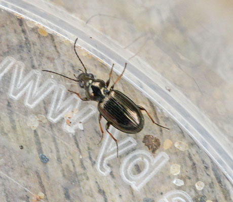 Bembidion lampros - Glanspriemkever