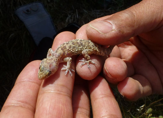 Hemidactylus turcicus