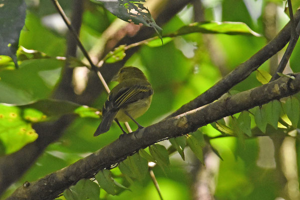 Yellow-breasted Flycatcher