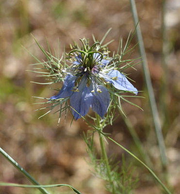 Juffertje-in-het-Groen