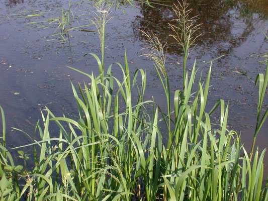Glyceria maxima - Liesgras