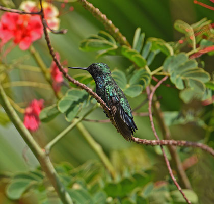 Blue-tailed Emerald