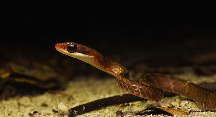 Chironius fuscus fuscus - Bruinsnuitkielrugslang