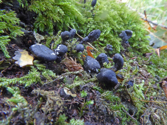 Cordyceps ophioglossoides - Zwarte truffelknotszwam