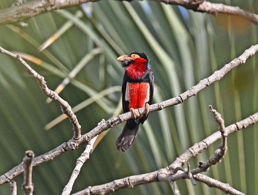 Lybius dubius - Bearded Barbet