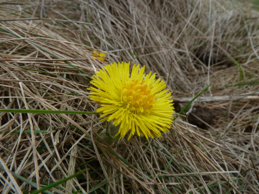 Tussilago farfara - Klein hoefblad