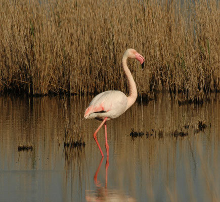 Europese flamingo