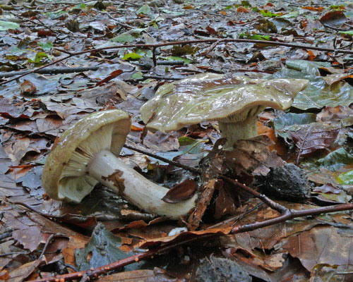 Lactarius blennius - Grijsgroene melkzwam