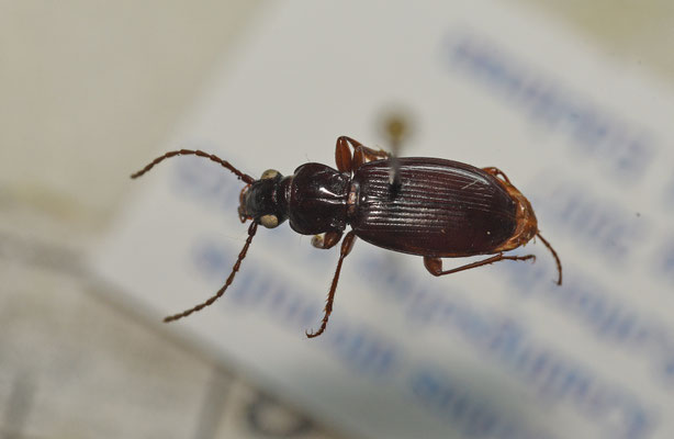 Patrobus atrorufus - Donkere halsbandloper