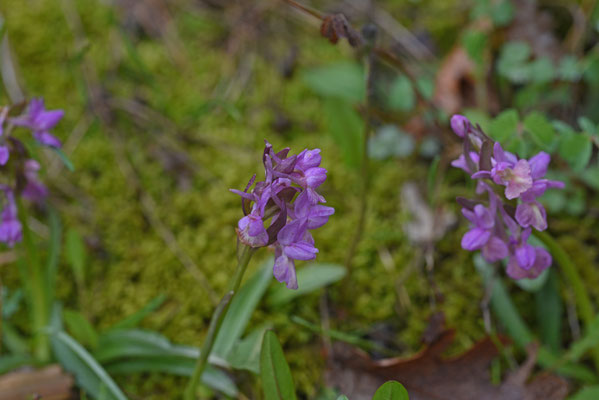 Dactylorhiza romana - Romeins handekenskruid