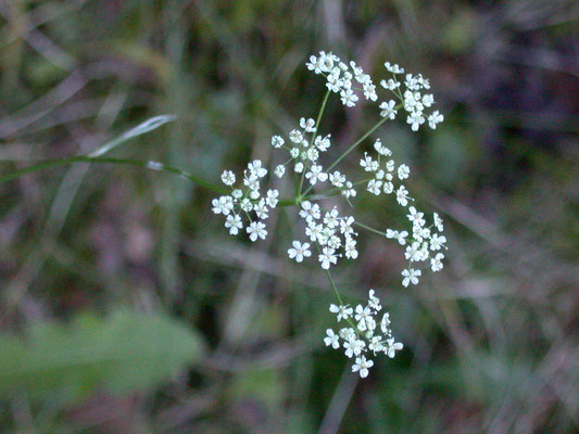Pimpinella saxifraga - Kleine bevernel