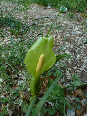 Arum italicum - Italiaanse Aronskelk