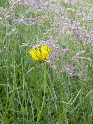 Tragopodon pratenis pratensis - Gele morgenster