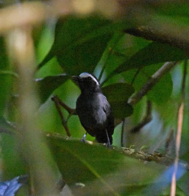 White-browed Antbird