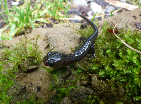 Salamandra salamandra alfredschmidti