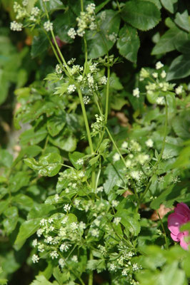 Apium graveolens - Selderij