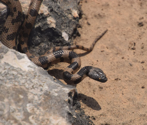 Telescopus fallax syriacus