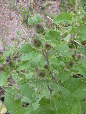 Arctium minus - Gewone klit