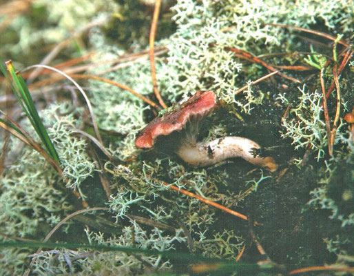 Gomphidius roseus - Roze spijkerzwam