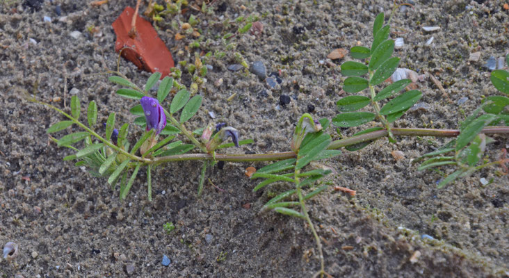 Vicia sativa - Voederwikke