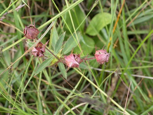 Comarum palustre - Wateraardbei