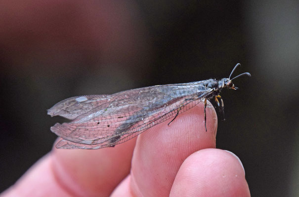 Myrmeleon formicarius - Zwartkopmierenleeuw