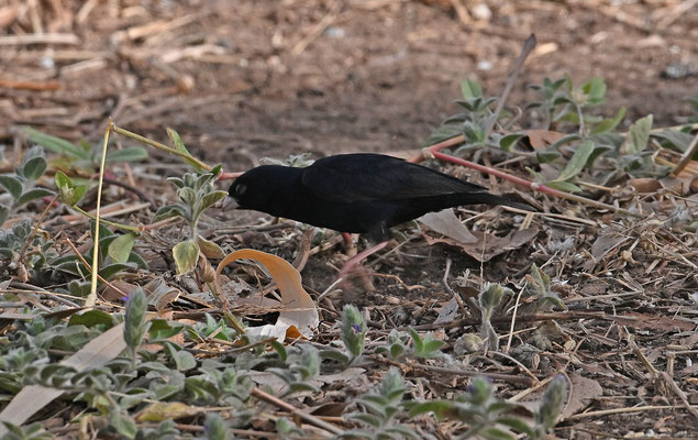 Vidua chalybeata - Village Indigobird