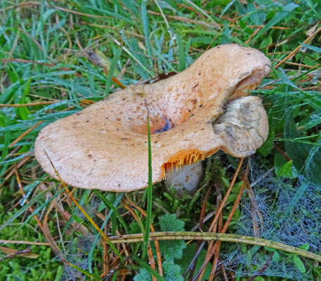 Lactarius deliciosus - Smakelijke melkzwam